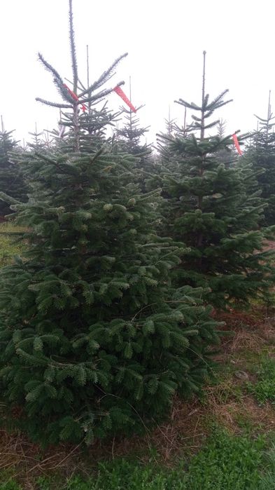 Choinki jodła kaukaska gałęzie
