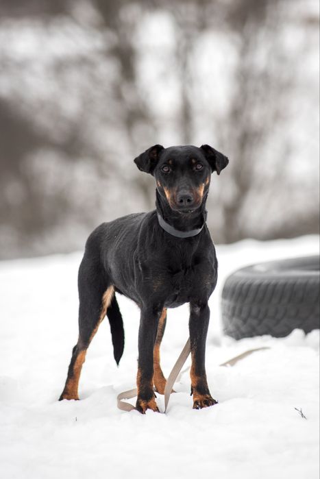 Віддам у добрі руки: два молодих ягдтер’єри (1.5 роки) — безкоштовно!