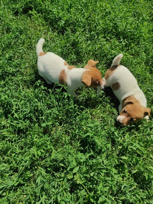 Щенки Джек Рассел тер'єр девочки