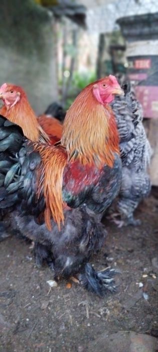 Brahmas perdiz entre outros