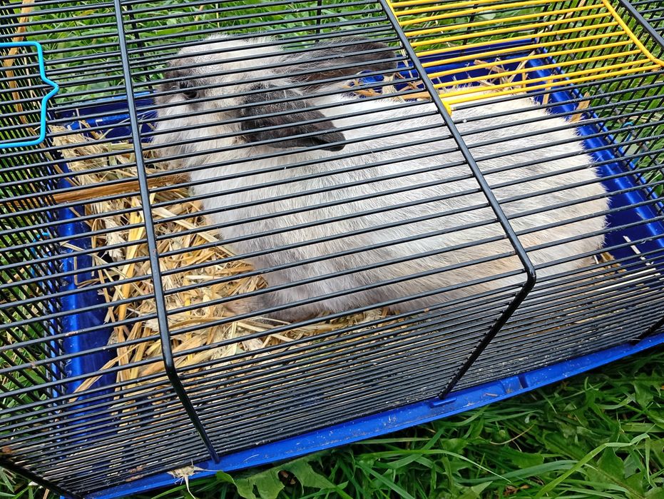 Królik miniaturka
