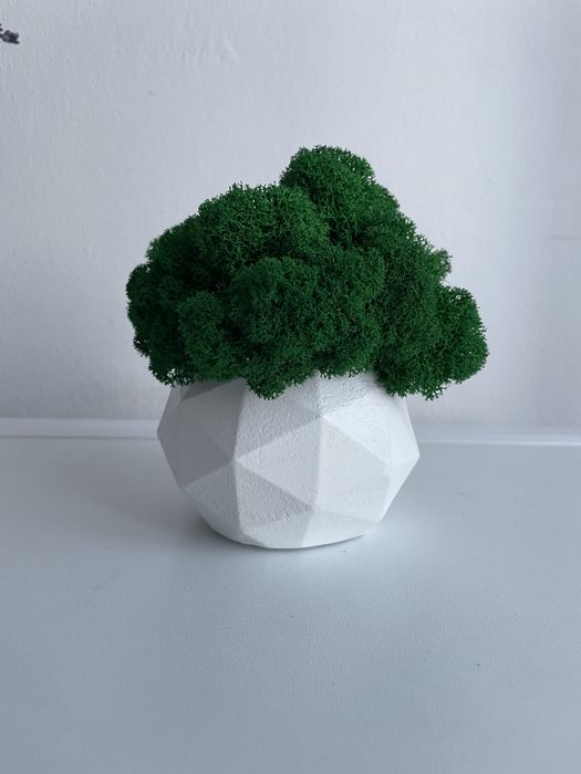 Doniczka betonowa z chrobotkiem