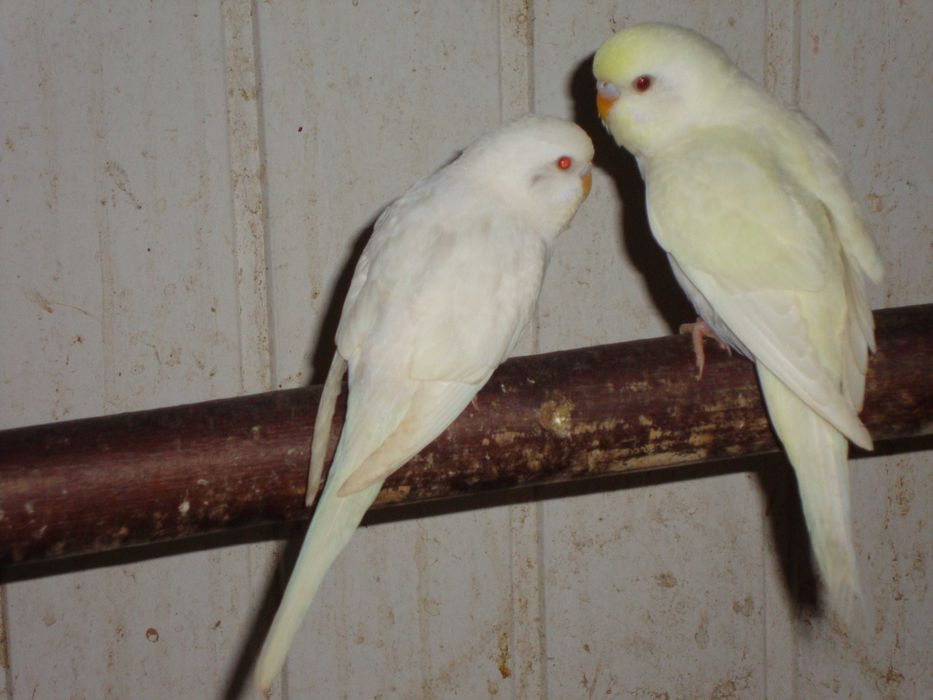 Papugi faliste z wiosny