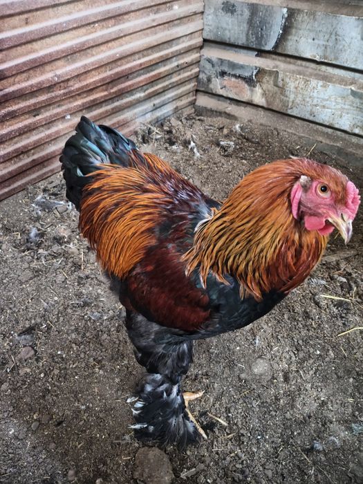 Casal Brahmas Perdiz Dourado