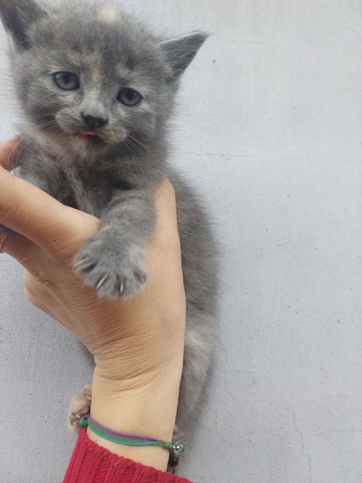 Віддам  кошенят в добрі руки..