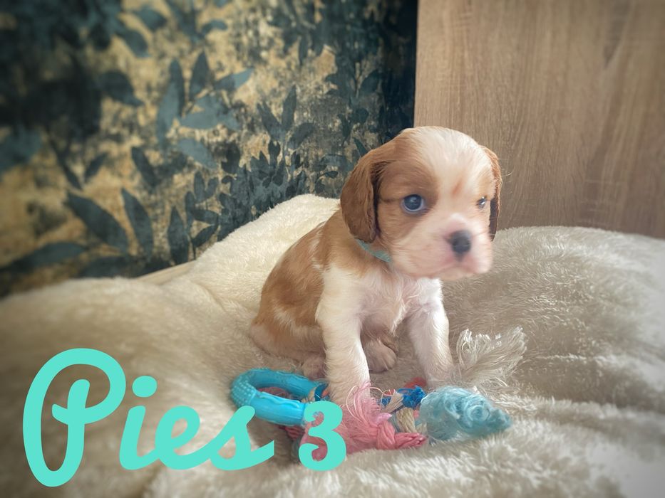 Cavalier King Charles Spaniel - piesek