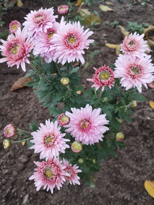 Продам хризантеми