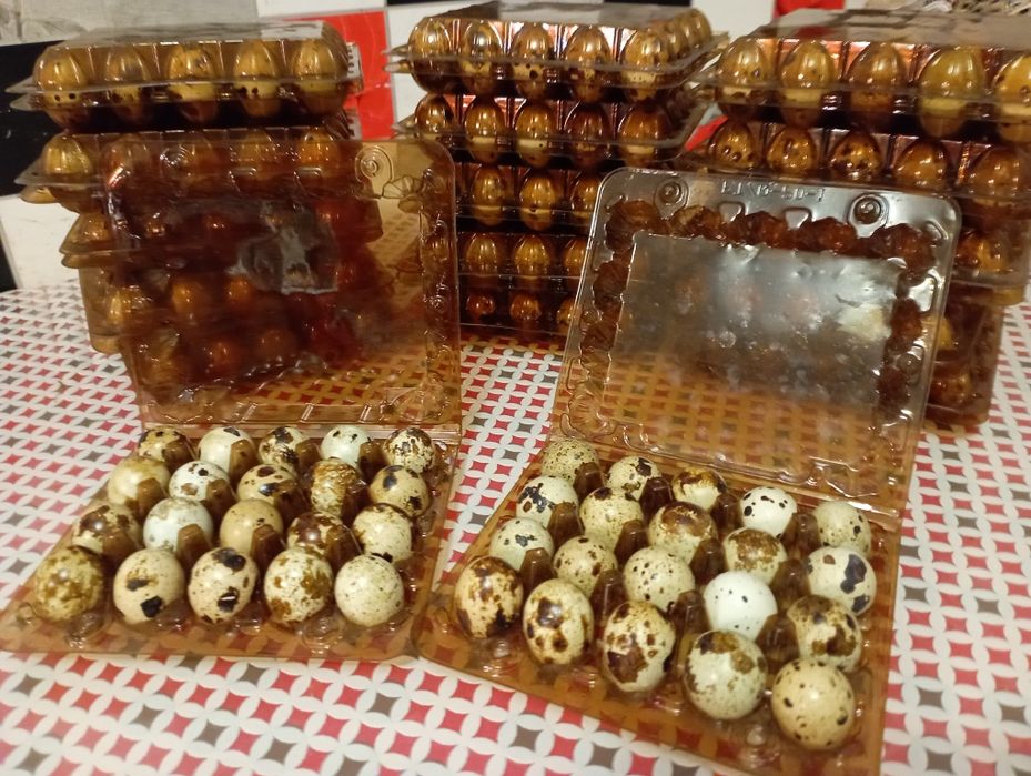 Інкубаційне яйце перепілки