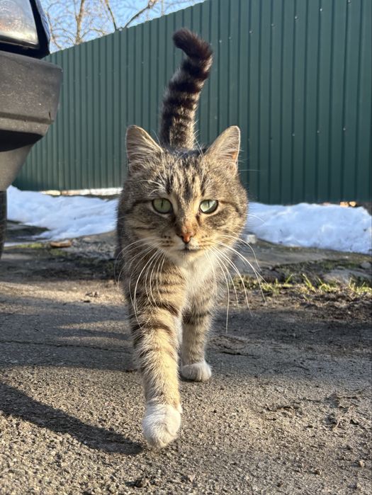 Лагідна киця шукає сімʼю