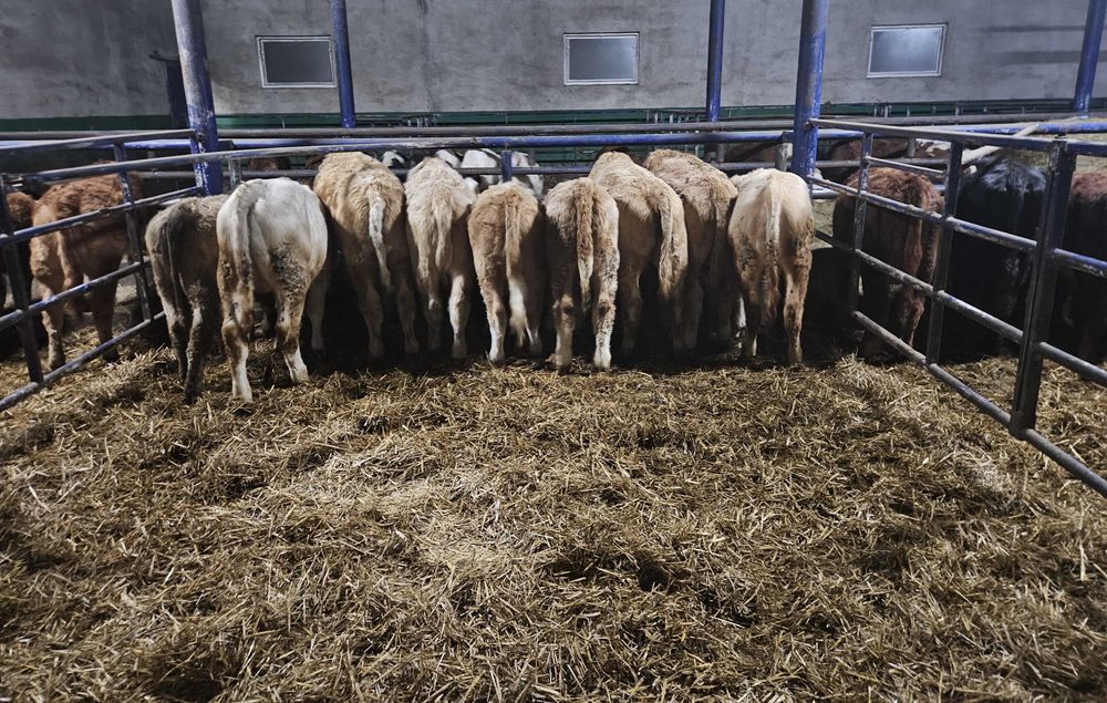 odsadki byki buhaj byczki mięsne Angus Charolais Hereford