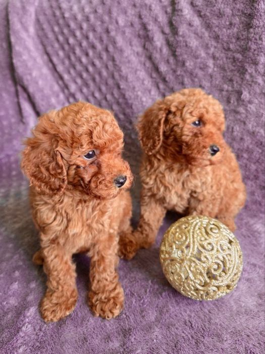 Щенята той пудель