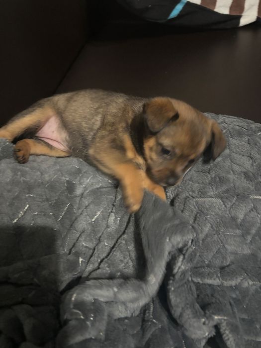 Oddam pieski  samodzielne