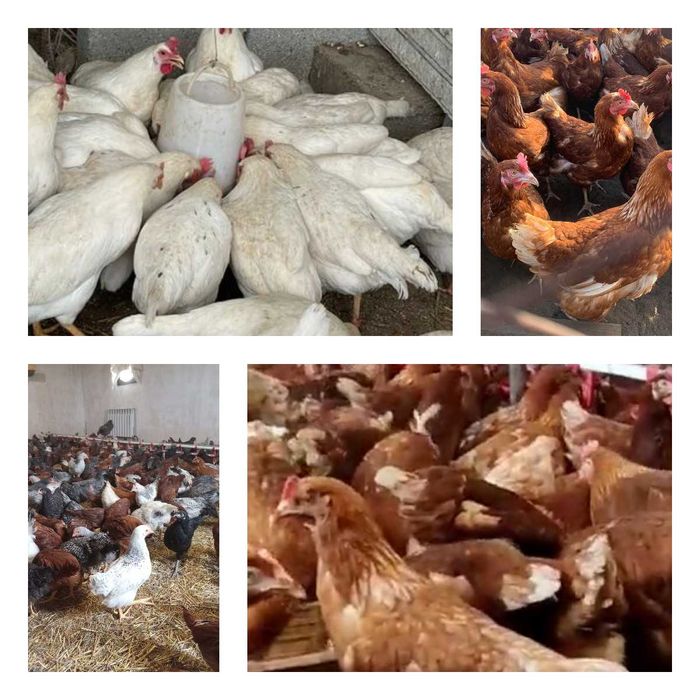 Продам кури несушки! Доставка безкоштовна. Велика Писарівка!