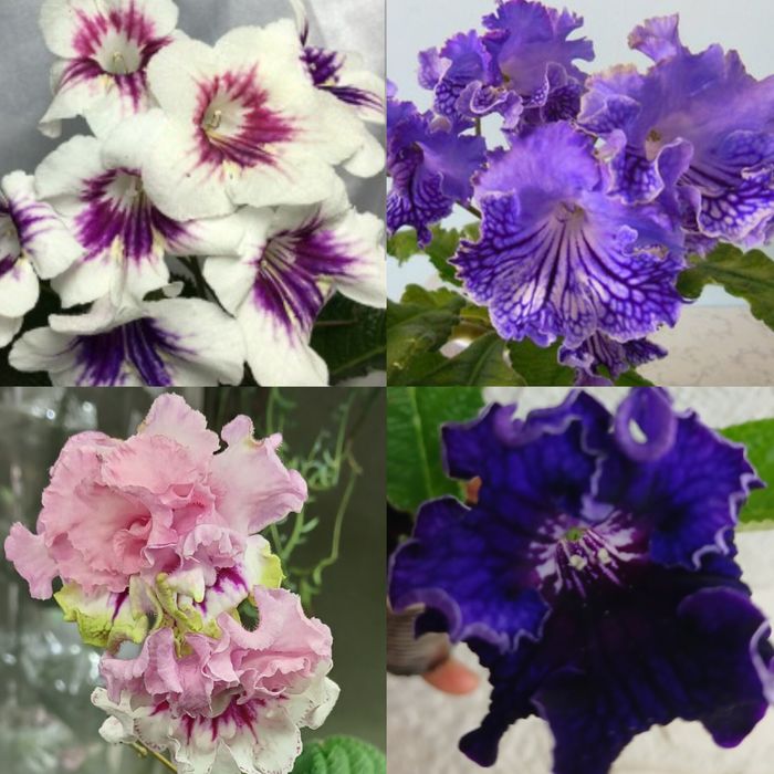 Стрептокарпуси стартери