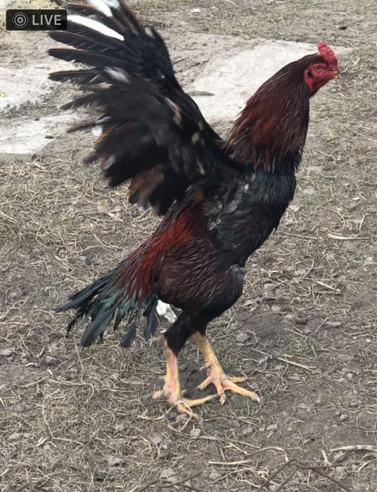 Куры и петухи Бойцовские О Шамо