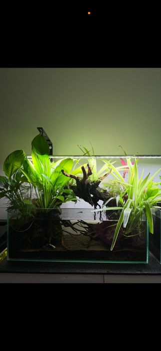 Akwaria z lampa chihiros
