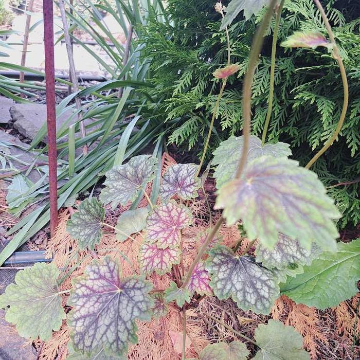 Саджанці гейхери.