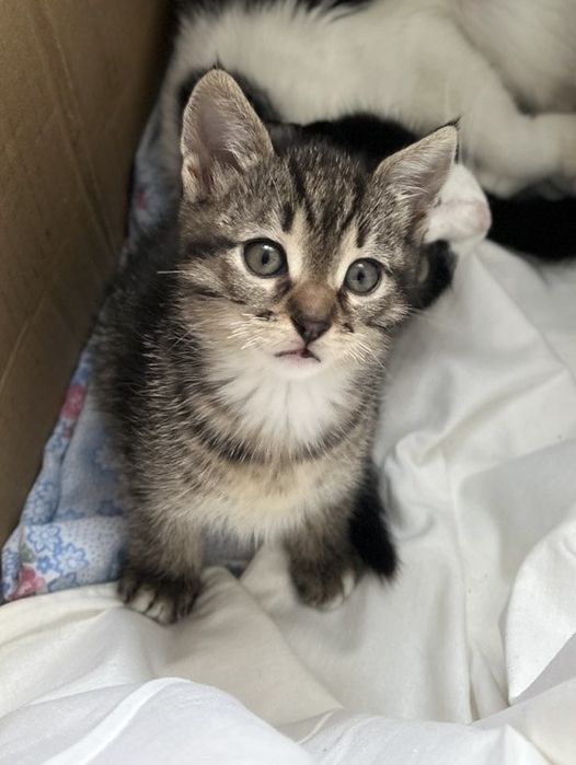 Милі та гарні пухнастики шукають собі домівку, віддам у гарні руки