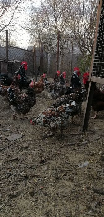 Ливенские ситцевые