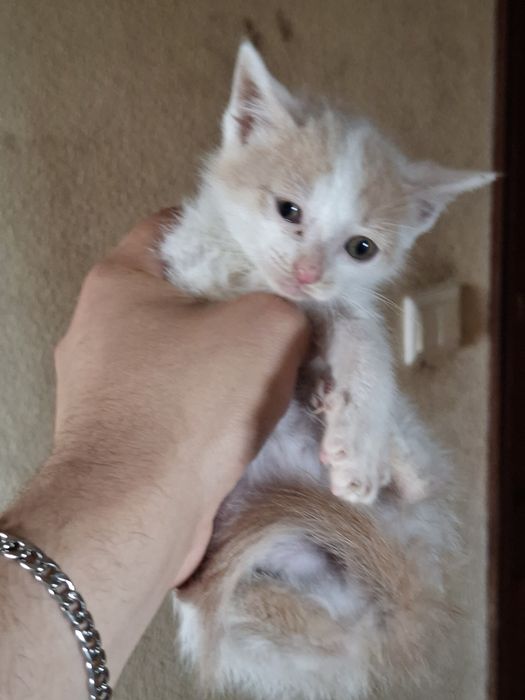 Gatinho para adoção