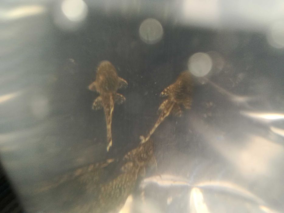 zbrojniki  ( glonojady)