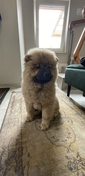 Przeuroczy misio Chow-Chow