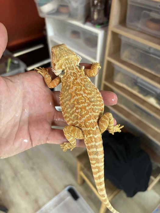 Agamy Brodate dla ciebie i dla twojej rodziny