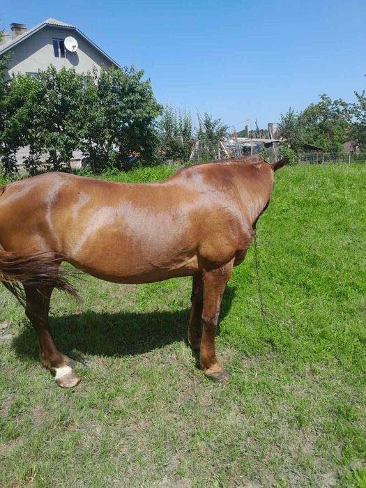 Продаю кобилу .Вік 9 років.