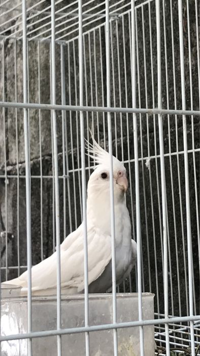 Caturra albina femea para troca