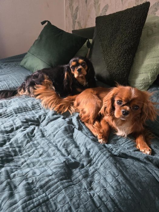 Cavalier King Charles Spaniel piesek