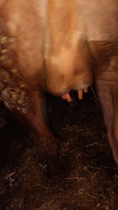 Jałówki wysokocielne.