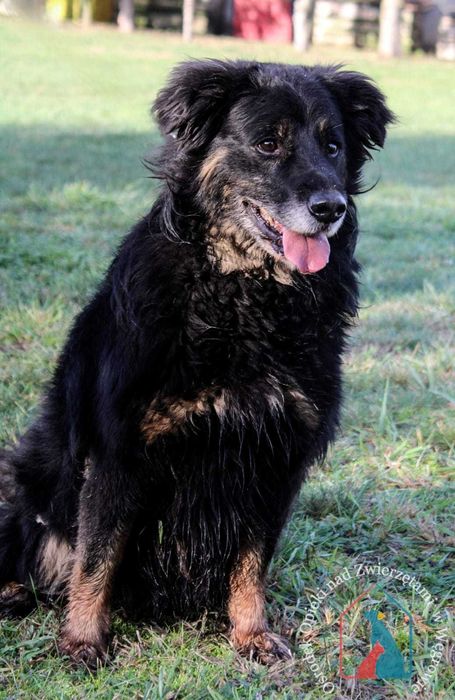 Stracił wszystko, ale można go jeszcze uratować - adoptuj seniorka