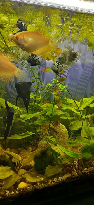 аквариум прямоугольный, 200 литров. (Природа)