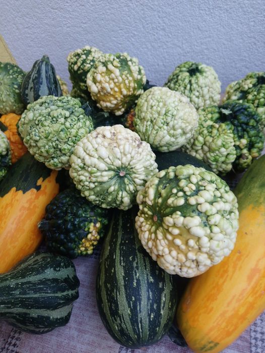 Dynie ozdobne lawenda suszona