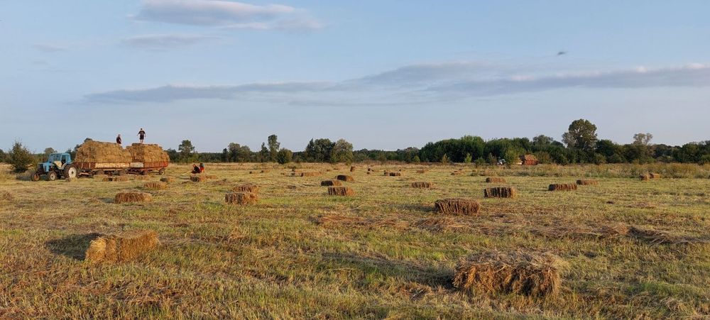 Сіно в тюках, різнотрав'я, лугове сіно