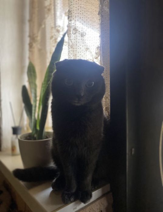Вʼязка  висловухого котика