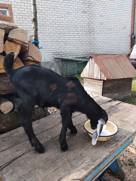 Козочка нубо-каморі