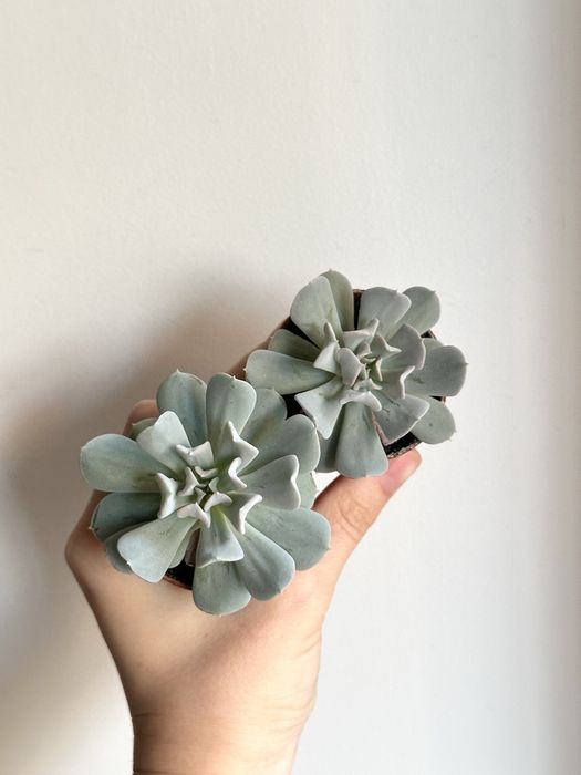 Сукуленти ечеверія красула