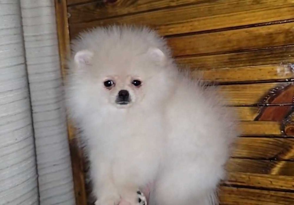 Помет малышей 2 месяца Прмеранского Шпица.