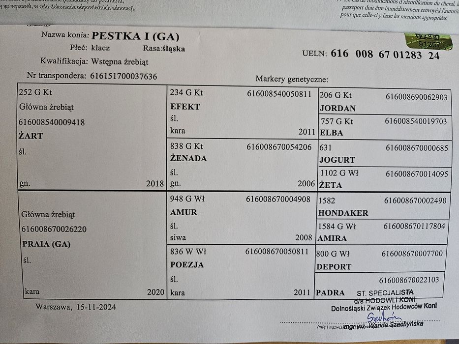 Sprzedam klacz rasy Śląskiej