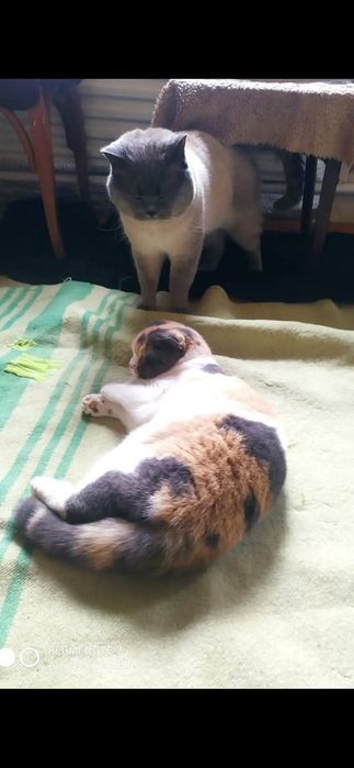 В'язка з прямовухим Шотландський скотіш -страйт