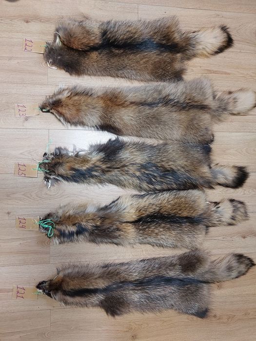 Хутро єнота / єнот/ енот/ єнотовидна собака / мех / мєх / шкіри / шкур