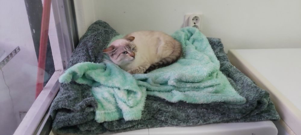 Gatinha junior esterilizada para adoção