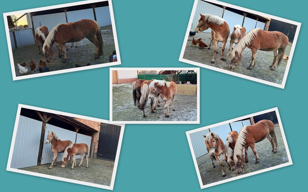 Koń rasy haflinger