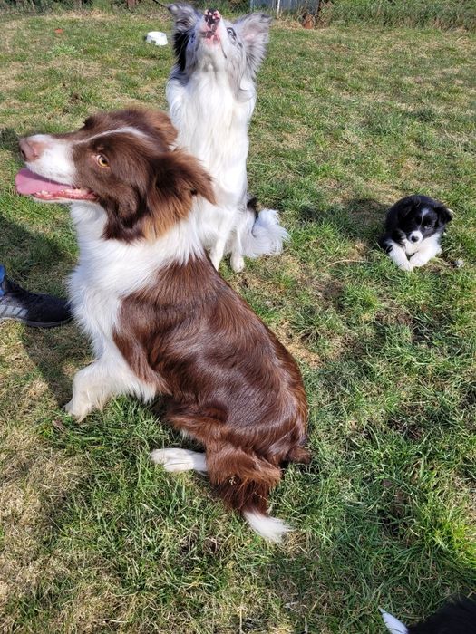 Border Collie Czekoladowo Biała dziewczynka