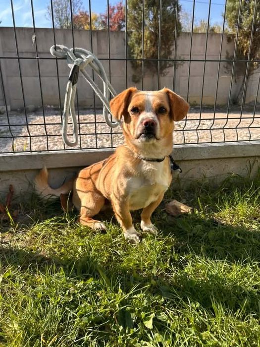Kochany psiak do adopcji