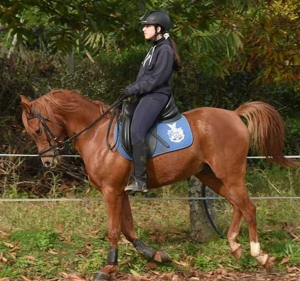 Belo e super cavalo Árabe á venda