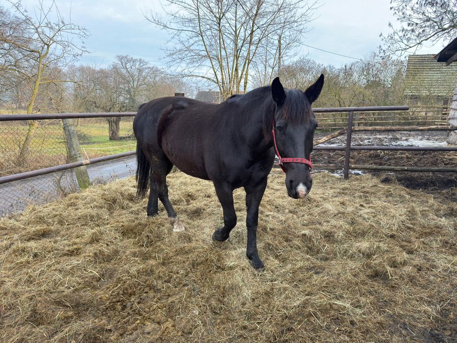 Klacz rasy śląskiej