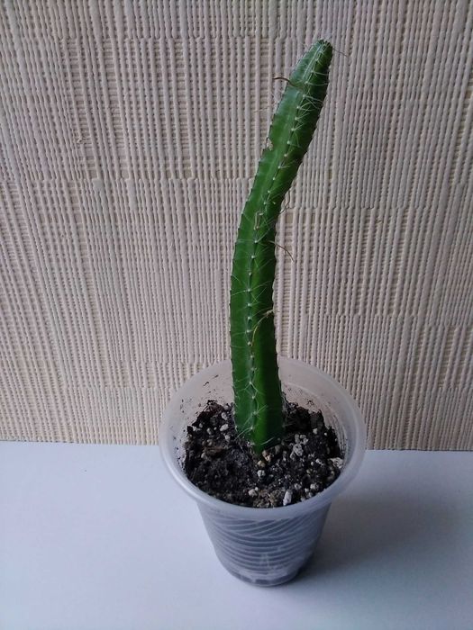 Кактус разные виды