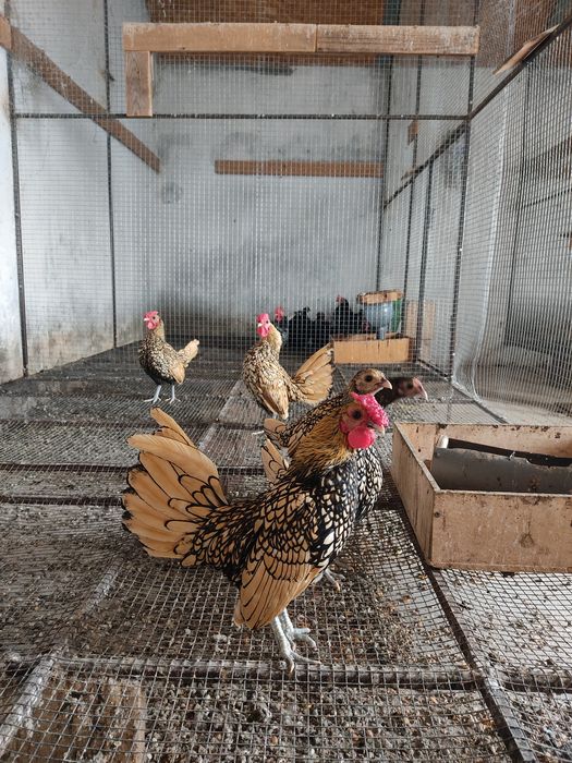 Куры Сибрайт серебро